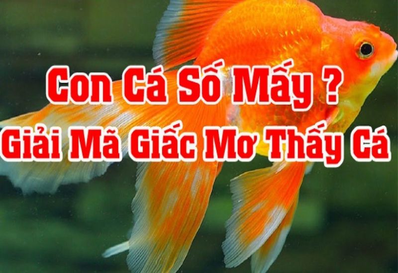 Giải mã giấc mơ thấy cá