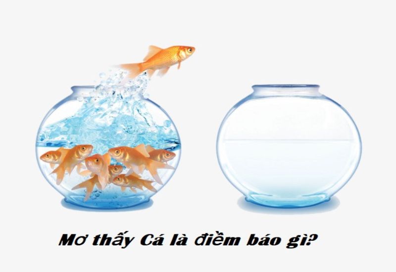 Mơ thấy cá đem điềm tốt hay xấu?